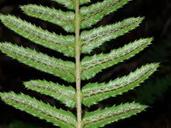 Blechnum parrisiae. Abaxial surface of fertile frond showing adnate pinnae with toothed margins, bearing a single row of sori and oblong indusia either side of costa.
 Image: L.R. Perrie © Leon Perrie CC BY-NC 3.0 NZ